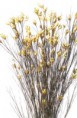 /album/travy/bell-grass-jpg/